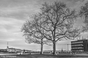 Leafless Winter Tree at Grosse Schanze - Berne in Black & White in HDR